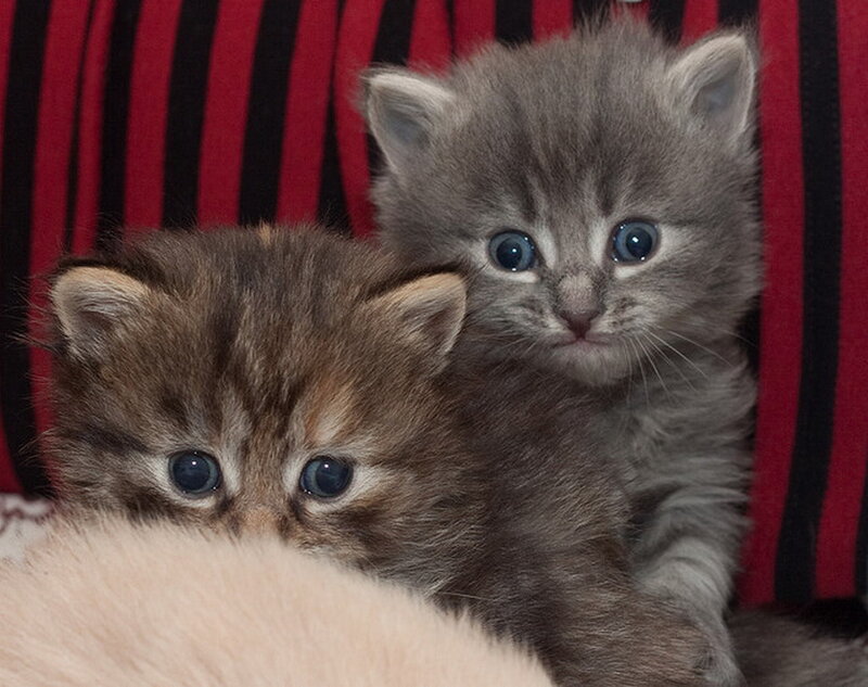 Two Kittens Together — Gray