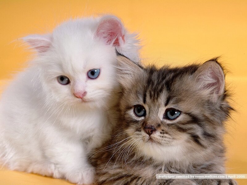 Two Kittens Together — Yellow, Calm