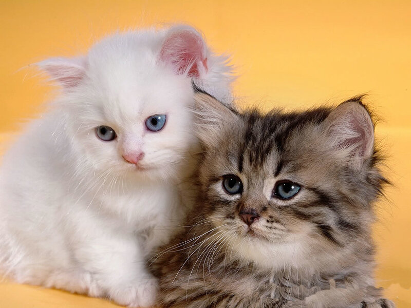 Two Kittens Together — Yellow