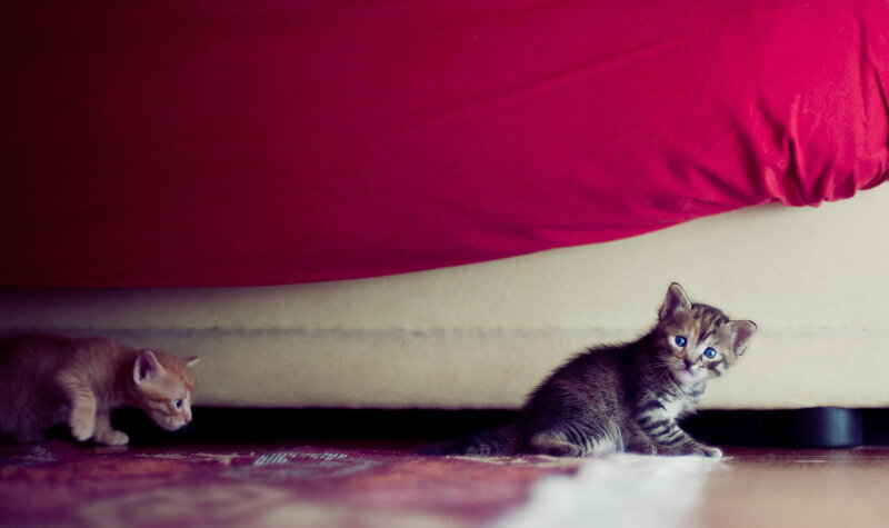 Two Kittens under Bed