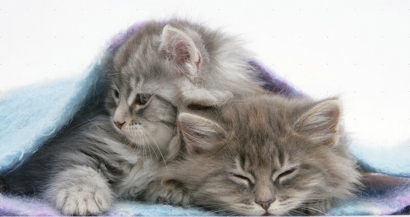 Two Kittens under Blanket — Gray
