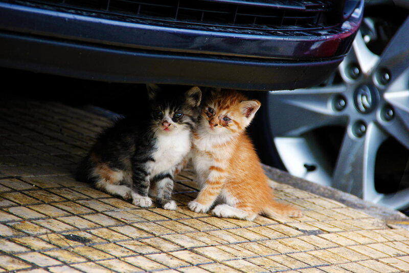 Two Kittens under Car