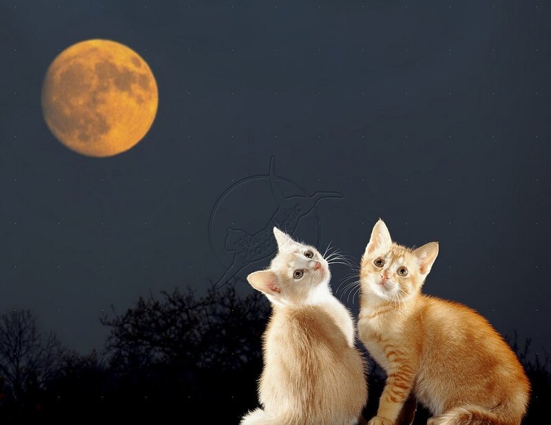 Two Kittens under Moon