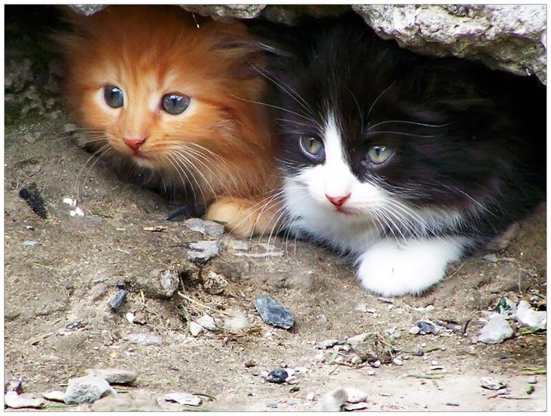 Two Kittens under Rock