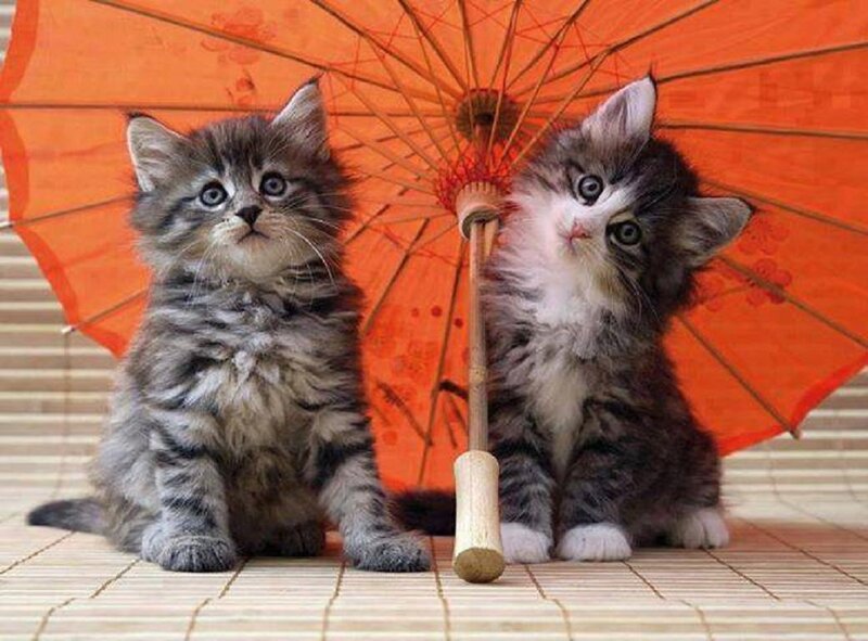 Two Kittens under Umbrella