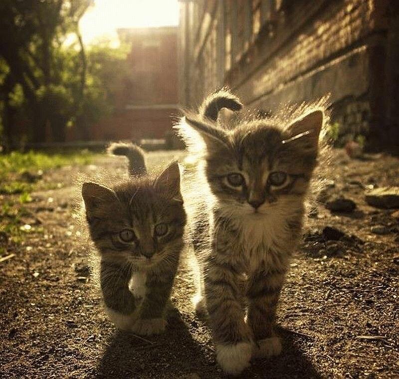two kittens walking in sunlight
