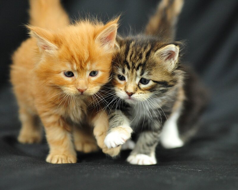 Two Kittens Walking — Orange