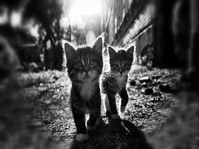 Two Kittens Walking