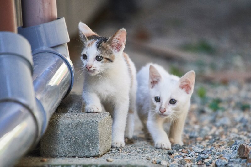 Two Kittens Walking — White, Curious