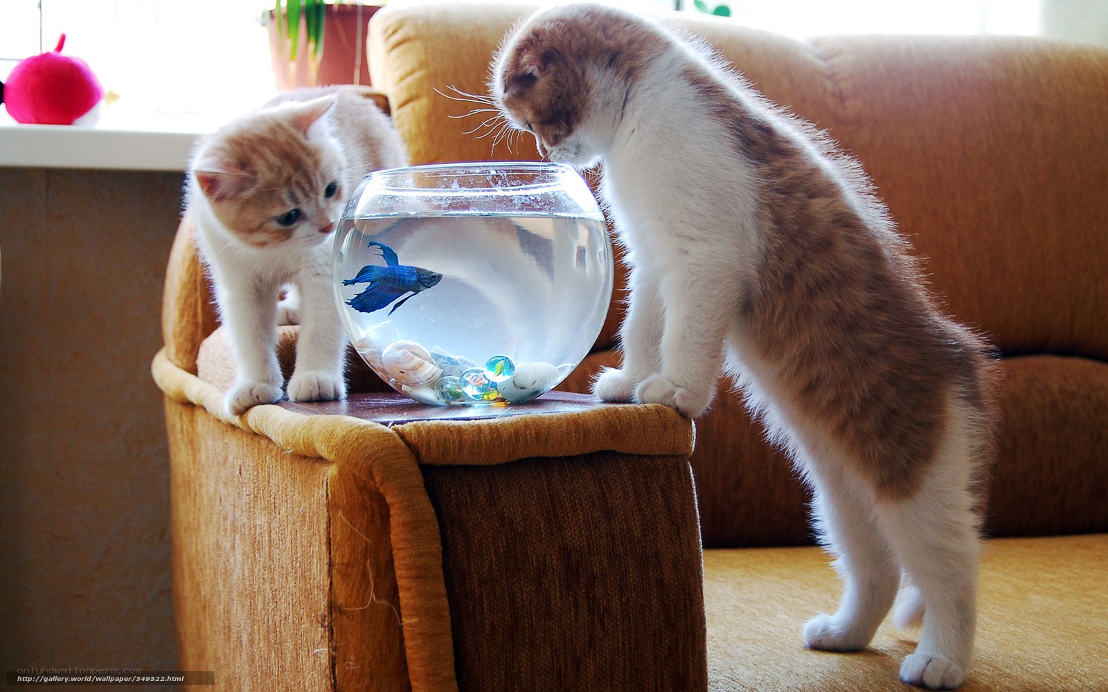 Two kittens watching a fish