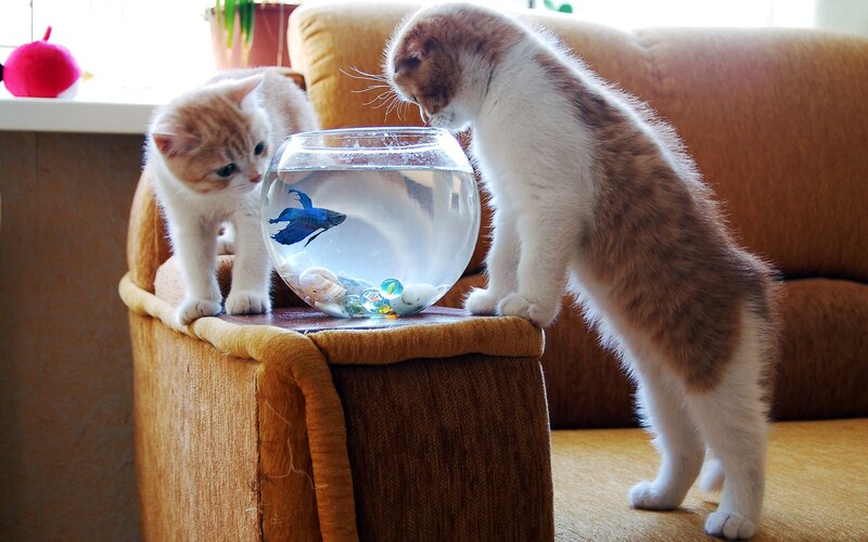 Two Kittens Watching Fish — Brown