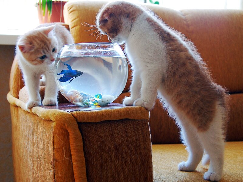Two Kittens Watching Fish