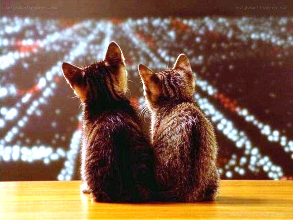Two kittens watching lights