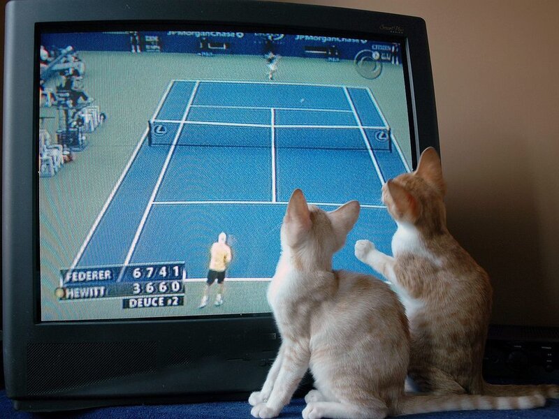Two Kittens Watching TV