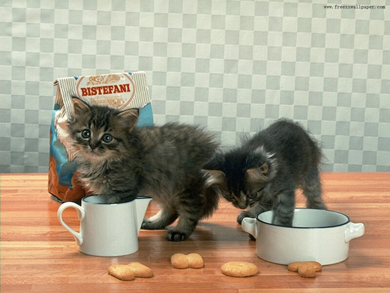 Two kittens with biscuits
