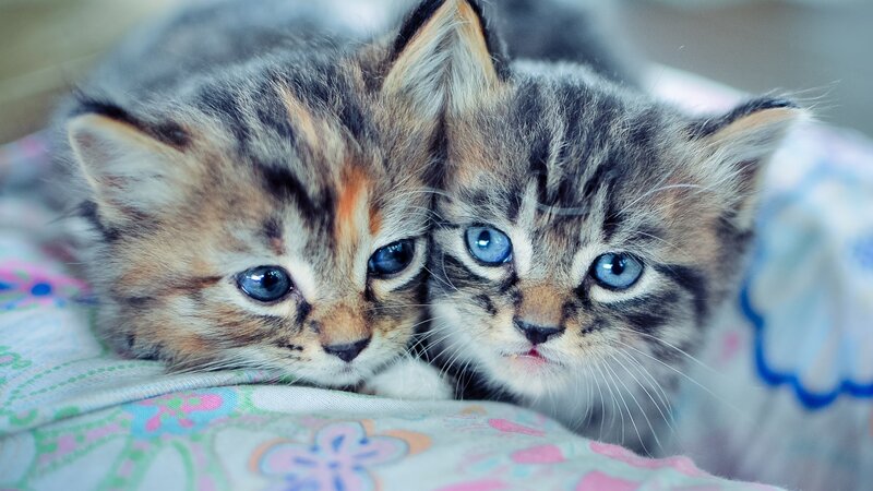 two kittens with blue eyes