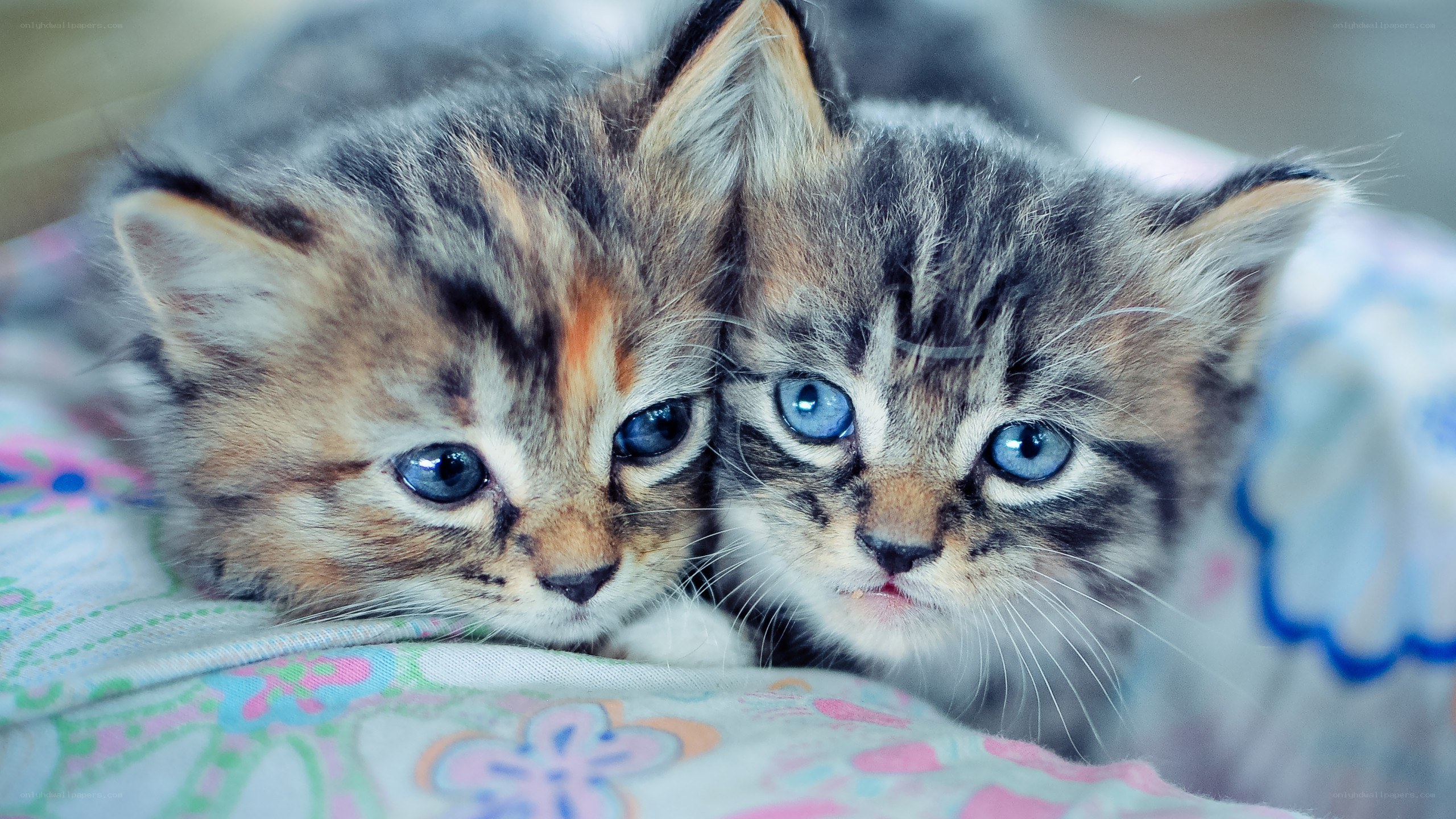 two kittens with blue eyes