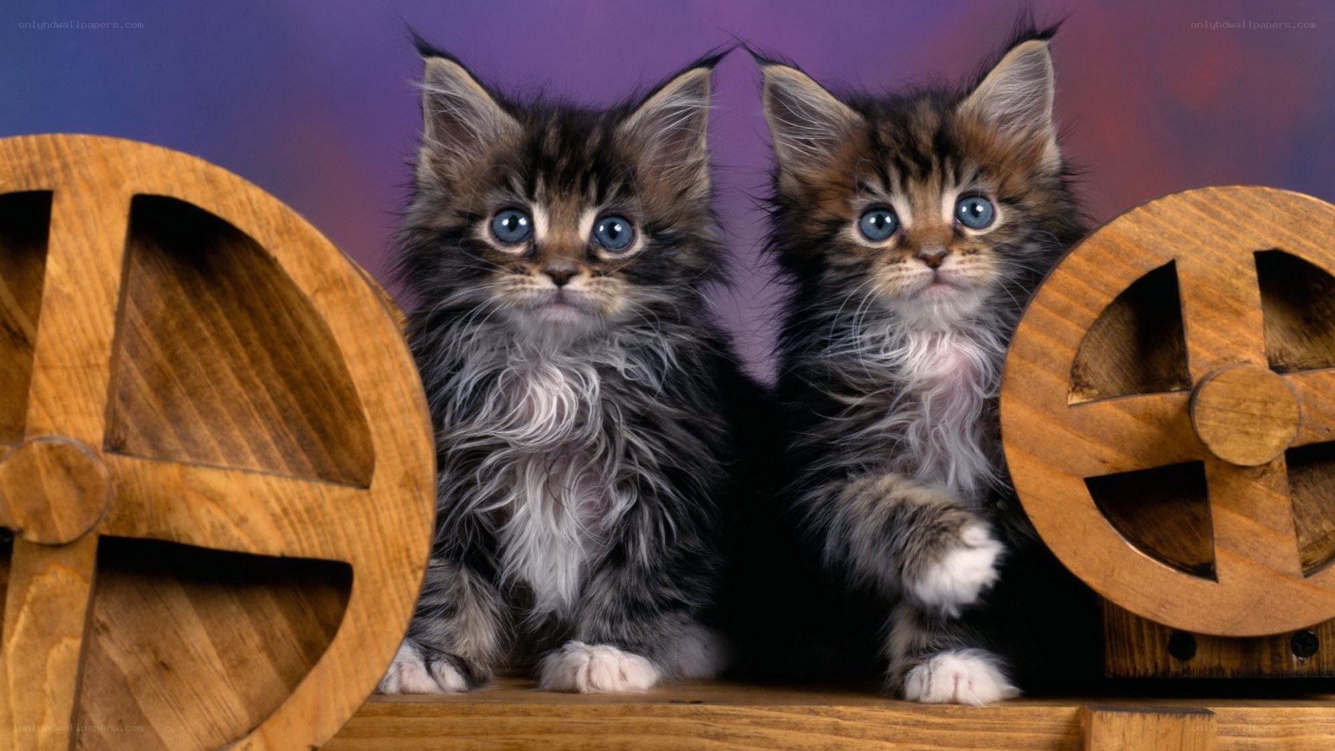 two kittens with blue eyes