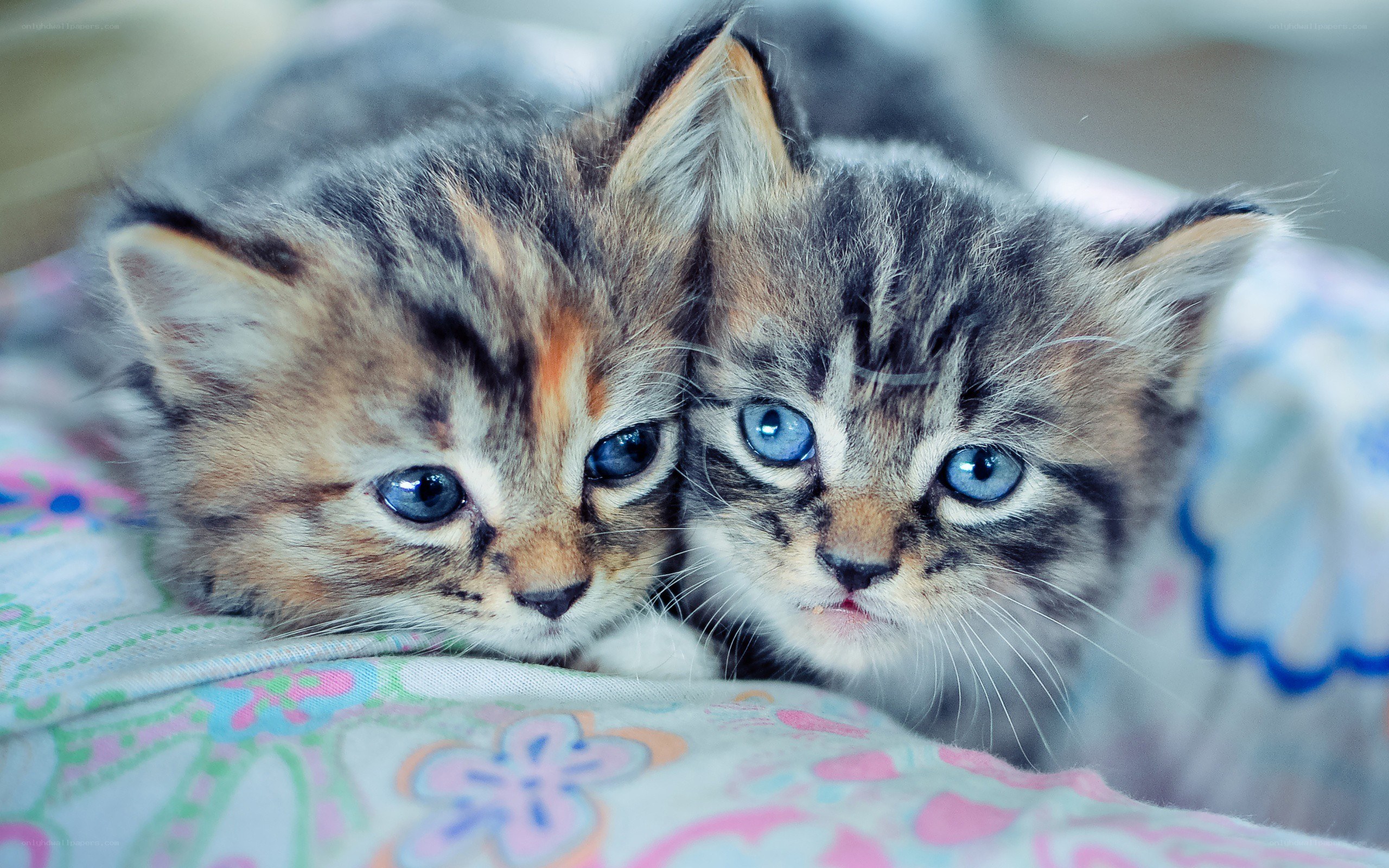 two kittens with blue eyes