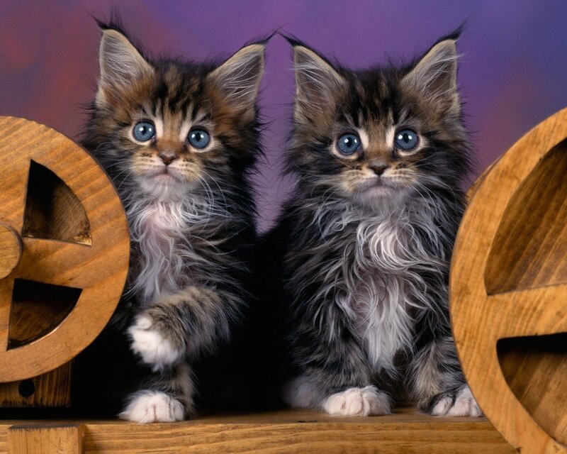 two kittens with blue eyes