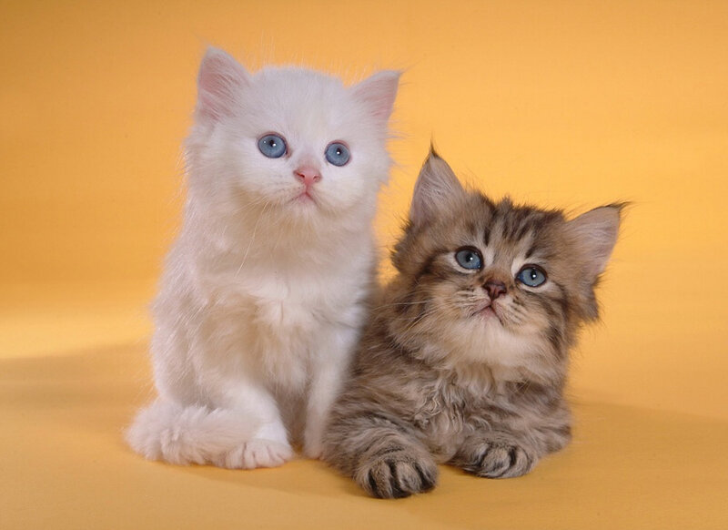 Two kittens with blue eyes