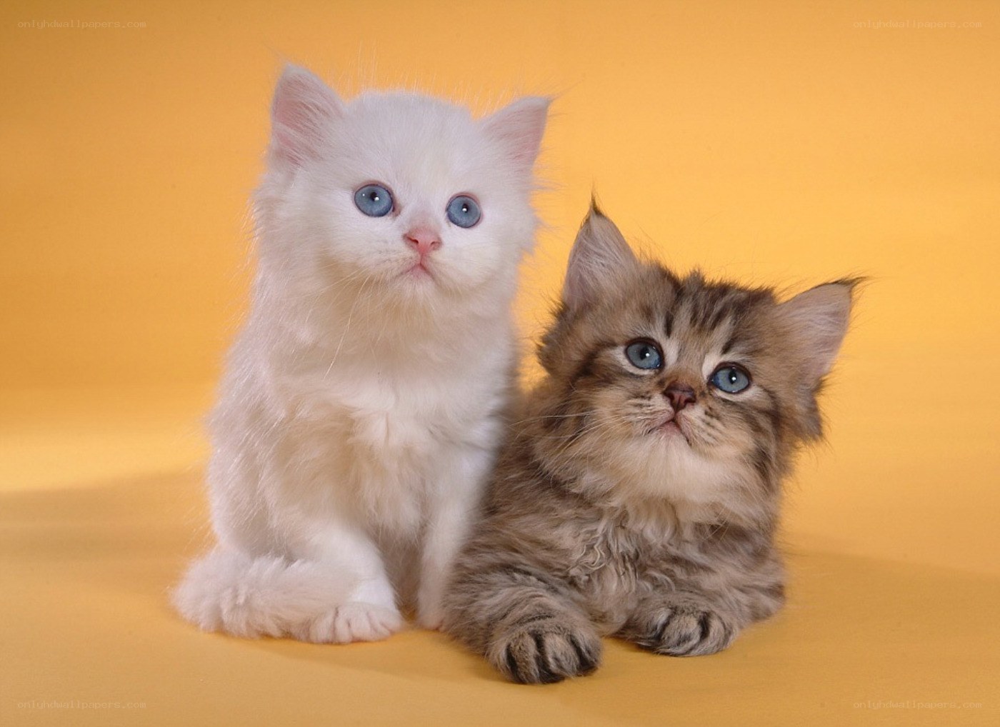 Two kittens with blue eyes