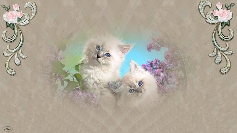Two Kittens with Blue Eyes — Beige