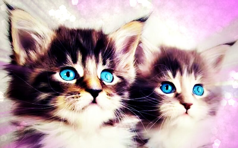 Two Kittens with Blue Eyes — Purple