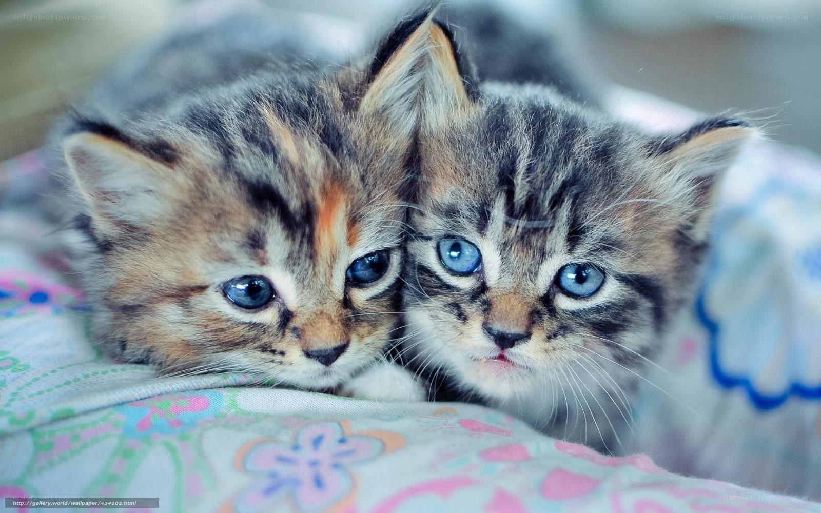 two kittens with blue eyes