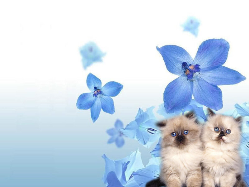 Two Kittens with Blue Flowers