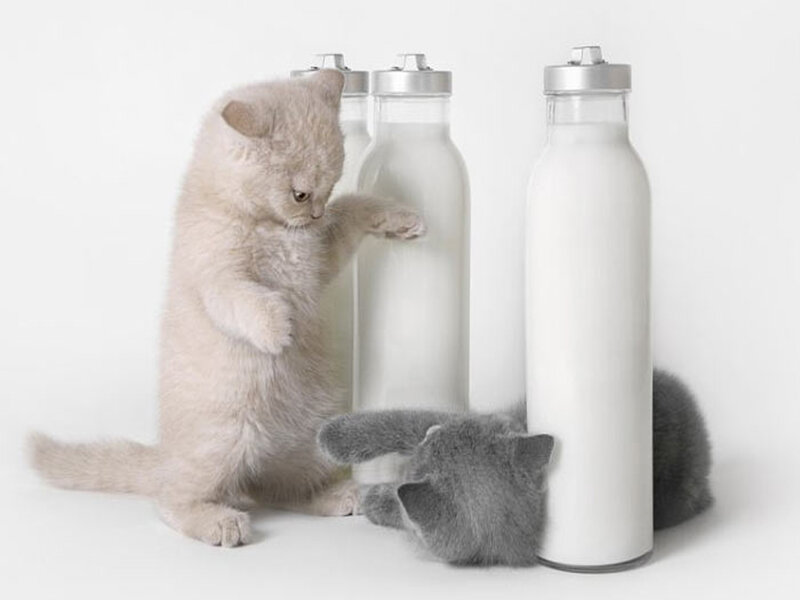 Two Kittens with Bottles