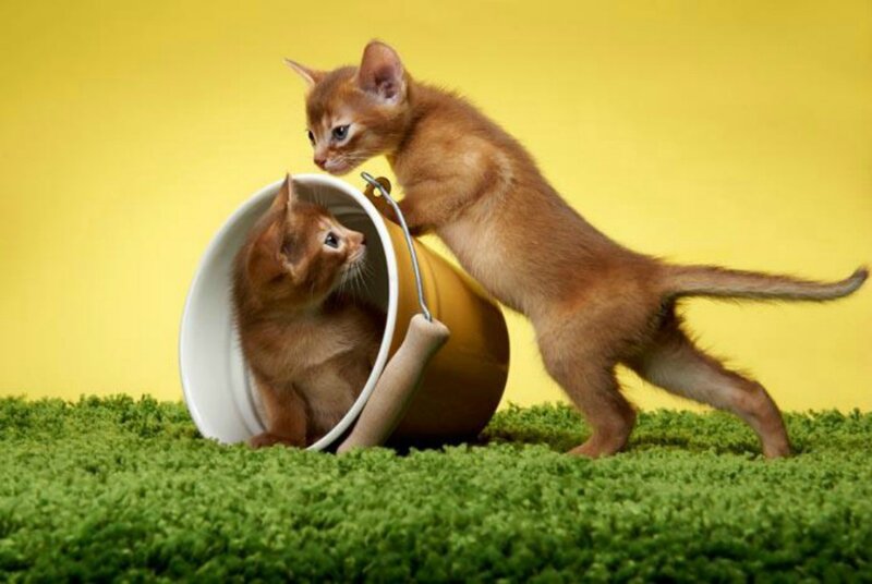 Two Kittens with Bucket