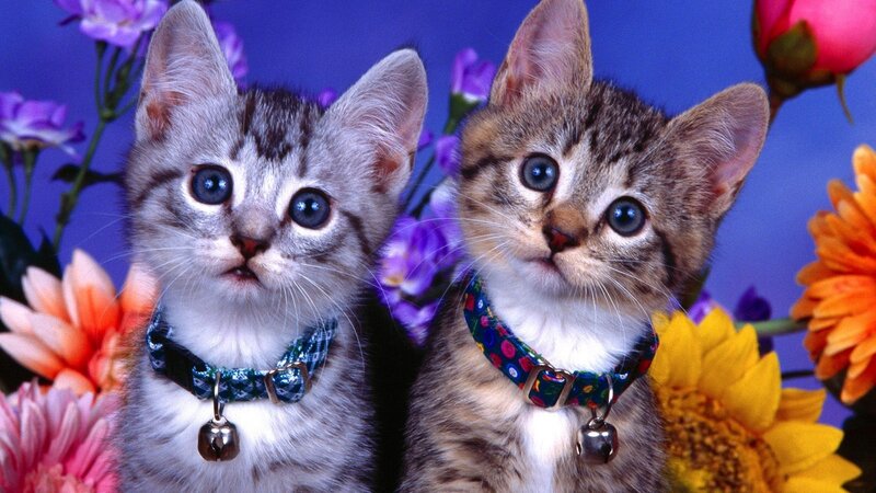 two kittens with collars