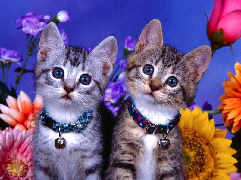 Two kittens with collars and bells