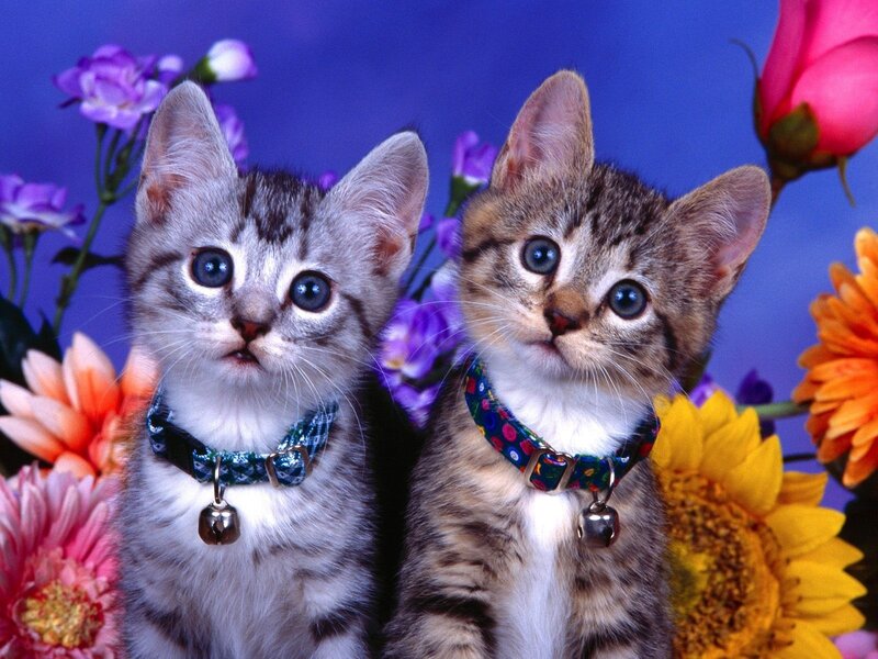 Two kittens with collars and bells