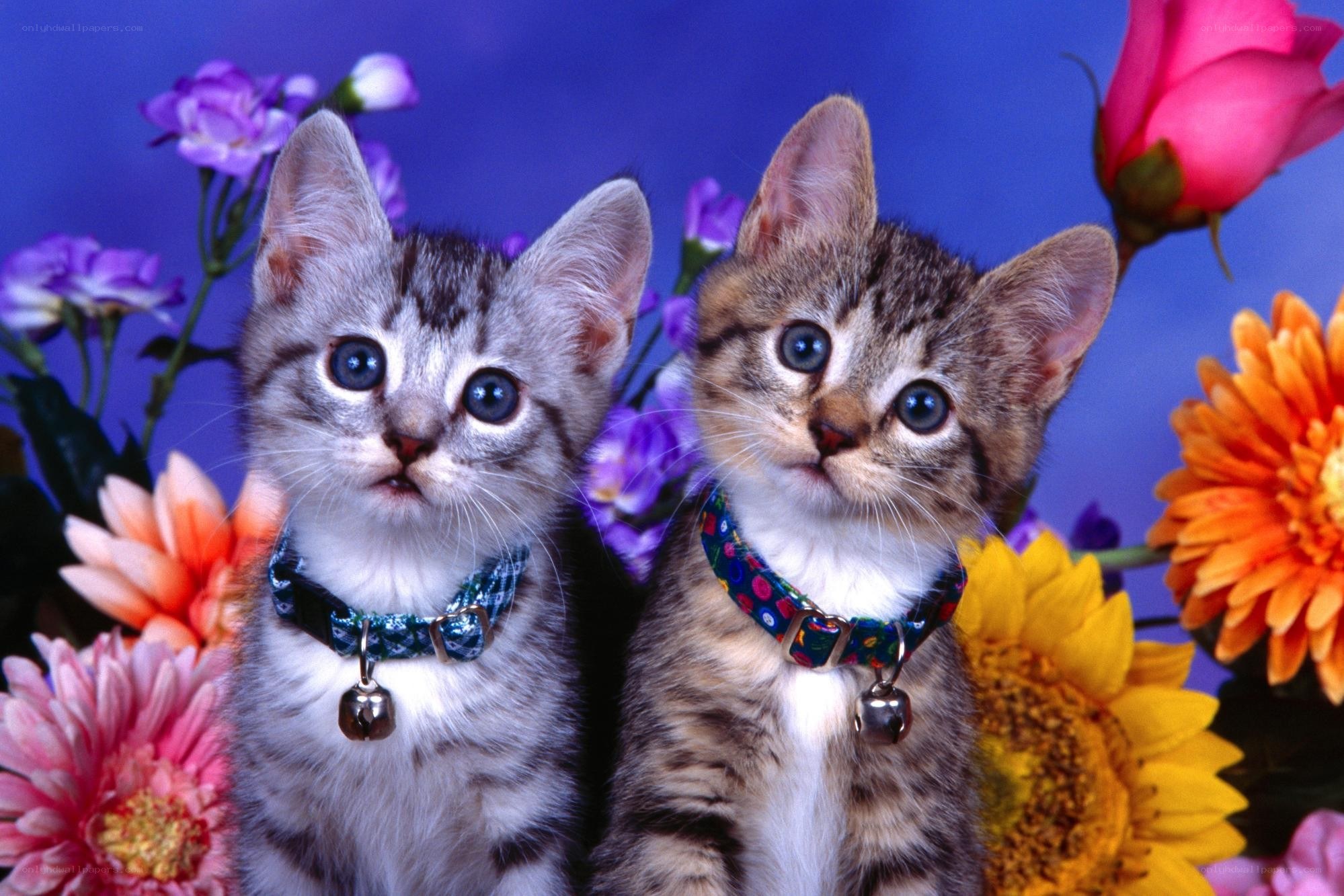Two kittens with collars and flowers