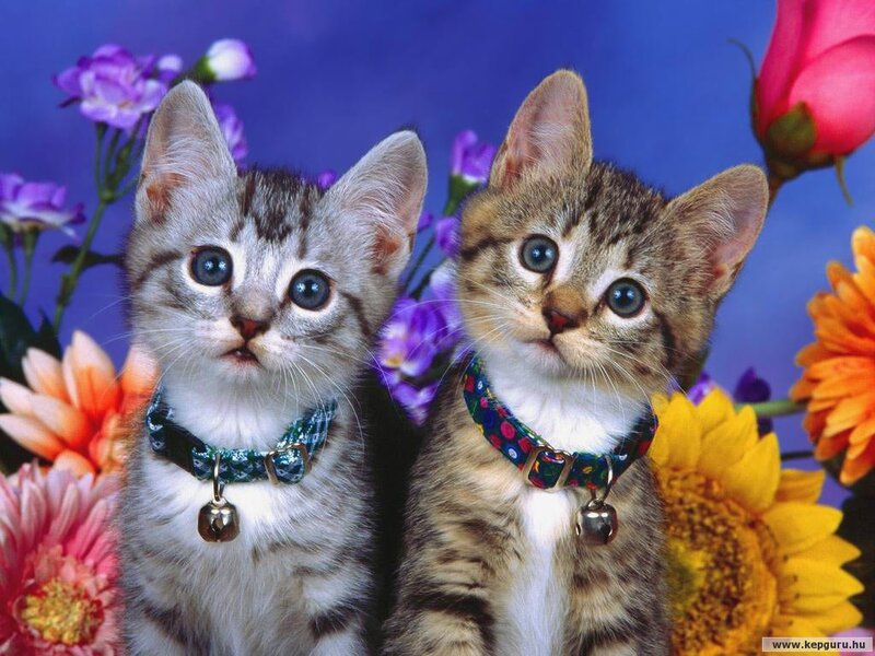 Two Kittens with Collars — Blue, Playful