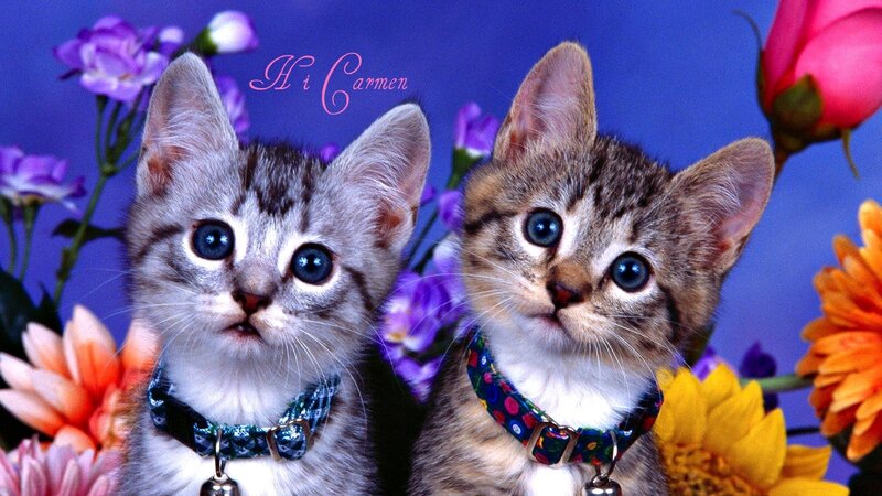 Two Kittens with Collars — Blue