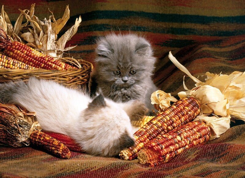 Two Kittens with Corn — Brown, Calm, Autumn, Photograph