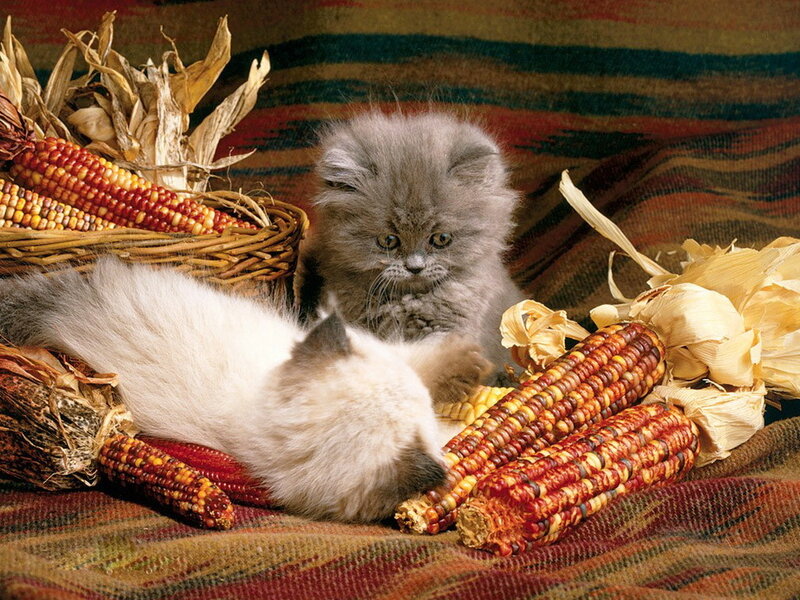 Two Kittens with Corn — Brown, Calm