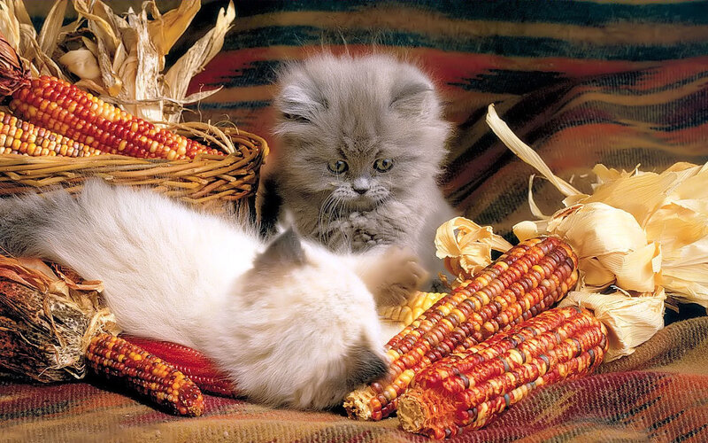 Two Kittens with Corn — Brown
