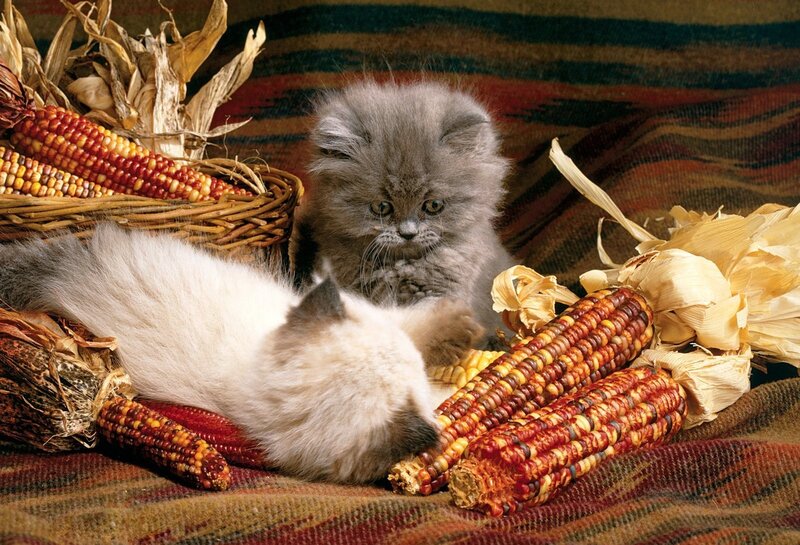 Two kittens with corn cobs
