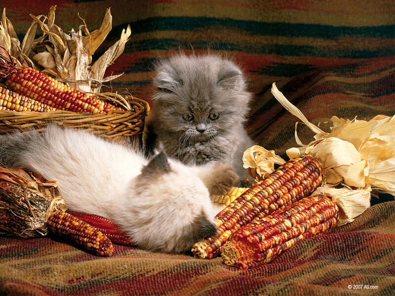 Two Kittens with Corn
