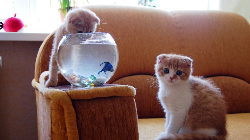 Two Kittens with Fishbowl — Brown, Calm