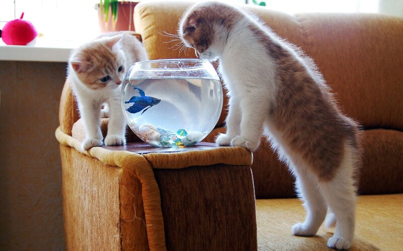 Two Kittens with Fishbowl — Brown, Curious, Morning, Photograph, Cat, Couch