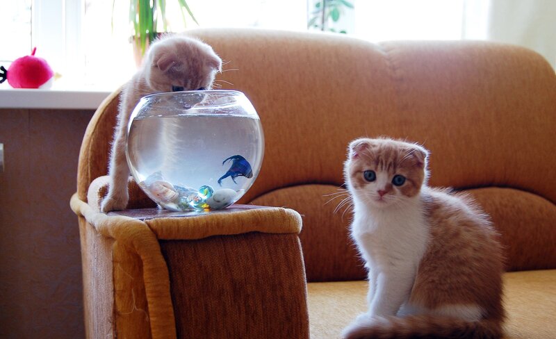 Two Kittens with Fishbowl — Brown, Curious, Morning