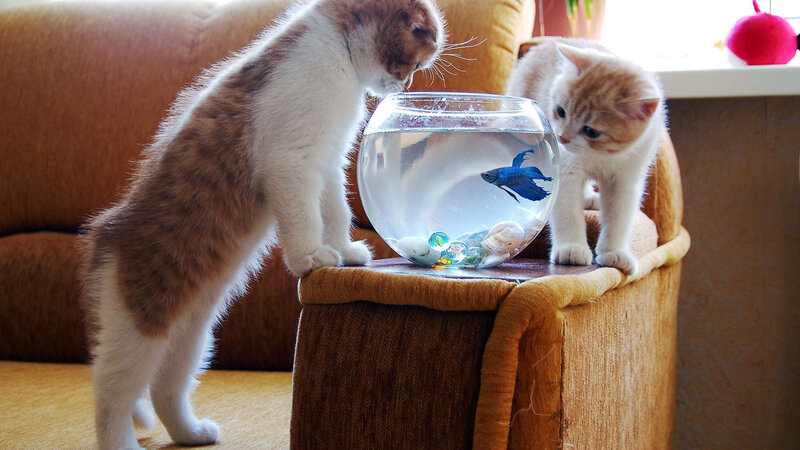 Two Kittens with Fishbowl — Brown, Curious