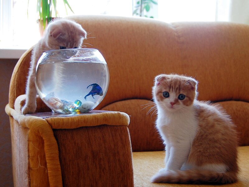 Two Kittens with Fishbowl — Brown
