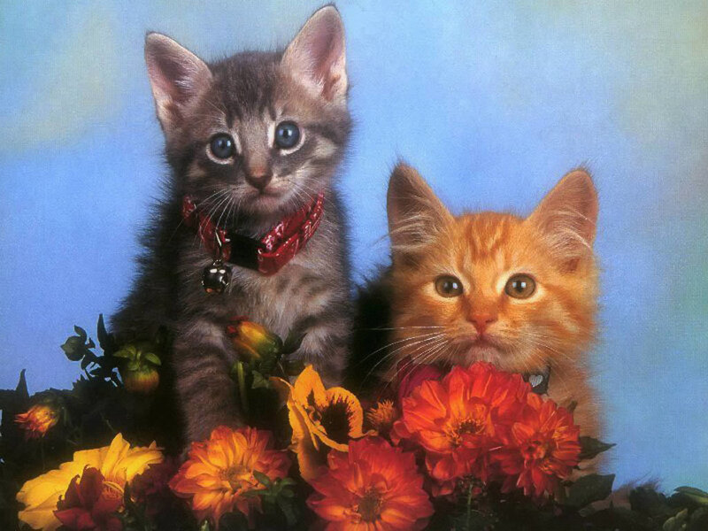 Two kittens with flowers