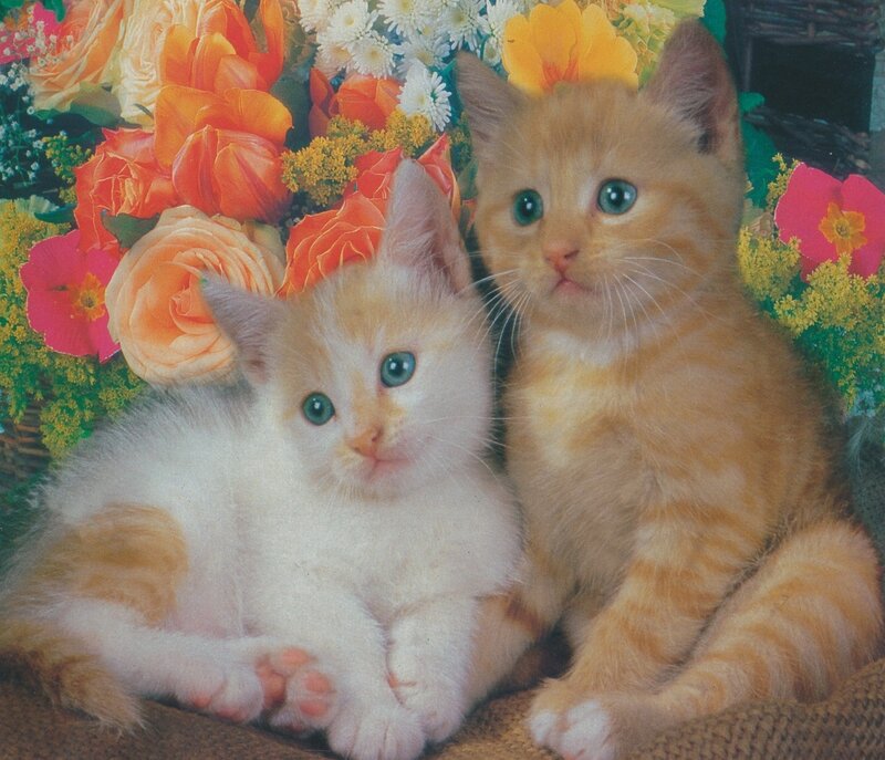 Two Kittens with Flowers — Orange, Calm